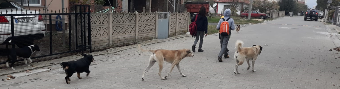 Öğrencilerin köpeklerle imtihanı