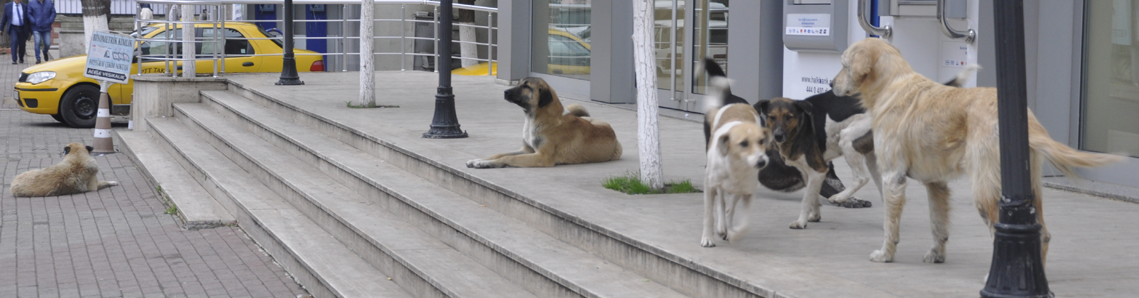 Köpek tedirginliği hat safhada