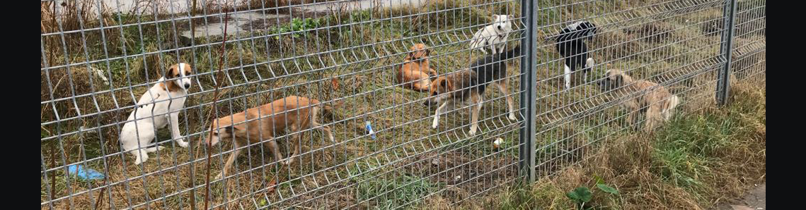 Vatandaşın sokak köpeği isyanı