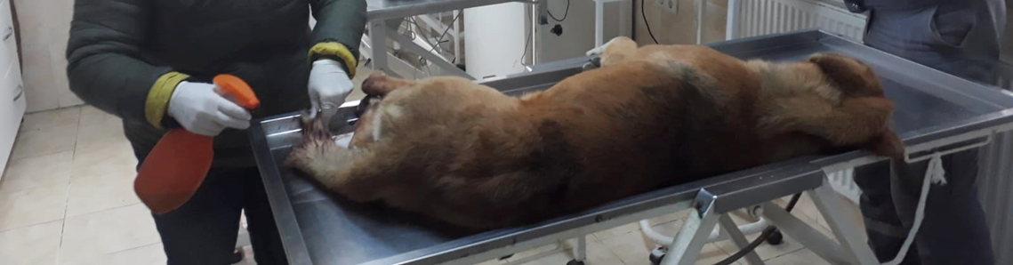 Yaralı köpek için seferber oldular