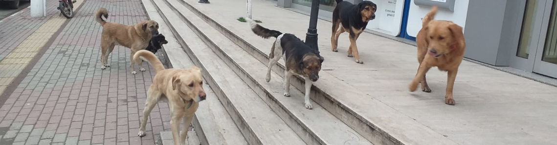 Başıboş köpeklerden rahatsızız