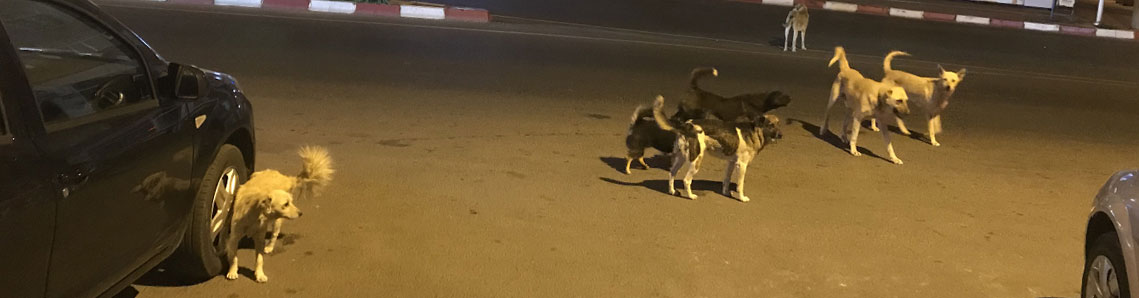 Başıboş köpekler bezdirdi