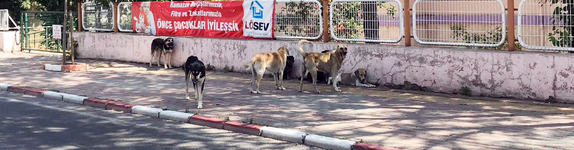 Başıboş köpek tedirginliği