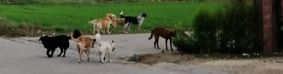 Sokak köpekleri tedirginliği