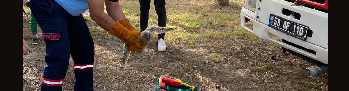 Baykuş kurtarma operasyonunda mutlu son