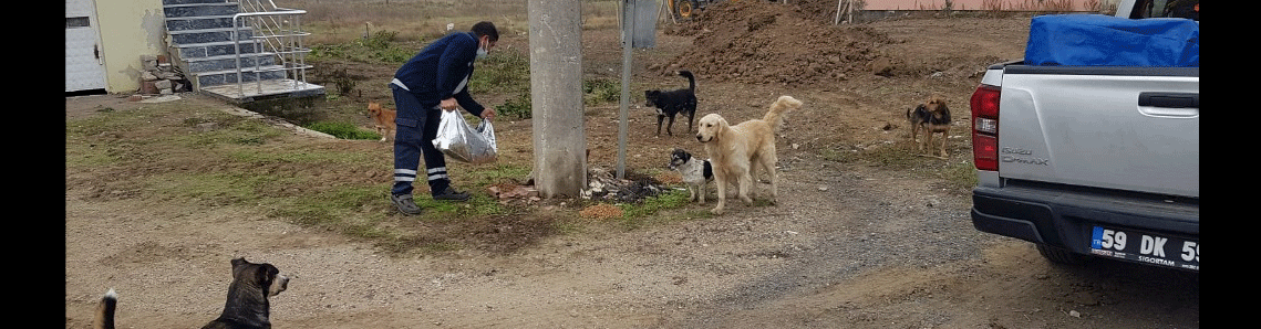 Sokak hayvanlarına yardım eli