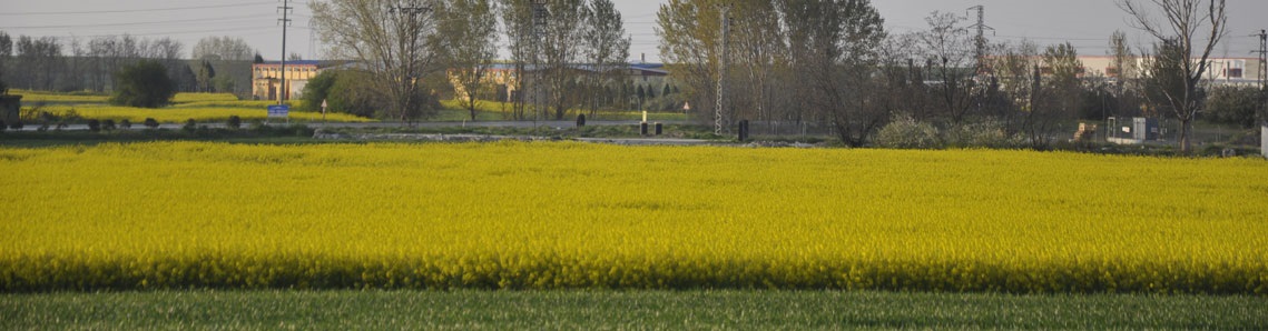 Bunun adı sarı bahar