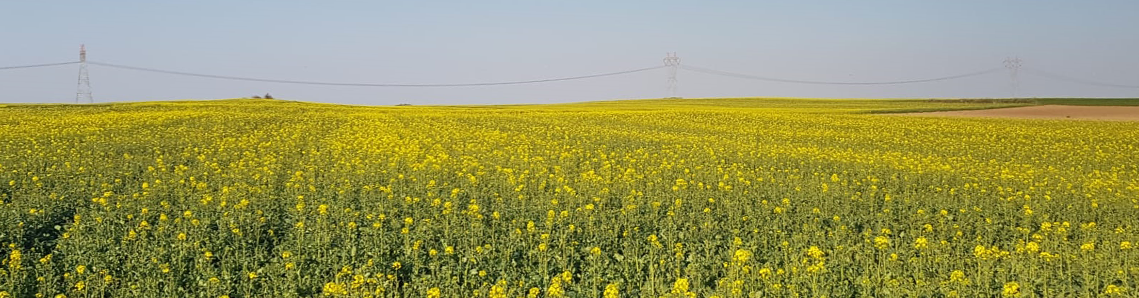 Sarının en güzel hali