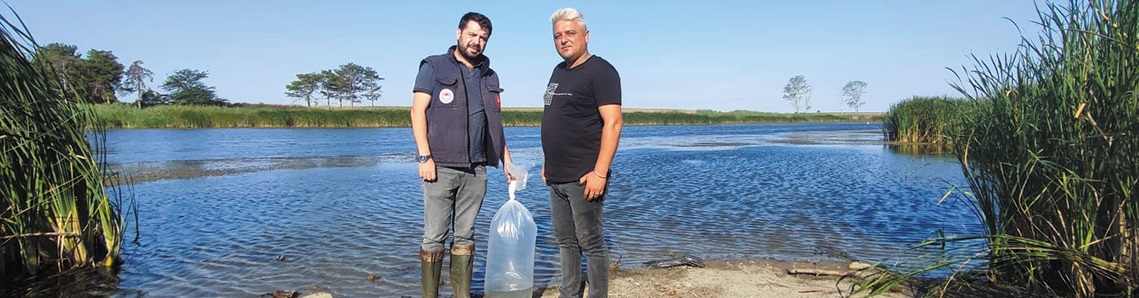 Göletlere sazan yavrusu salındı