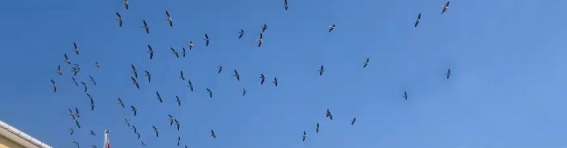 Muratlı semalarında görülen leylekler veda ediyor